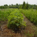 Cold Stream Farm bur oak trees