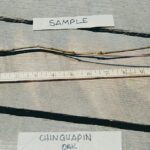 chinquapin oak root