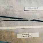 Cold Stream Farm swamp white oak root