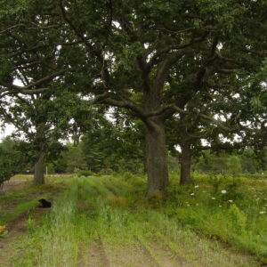 Cold Stream Farm white oak tree