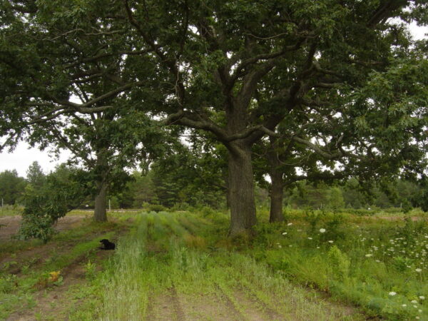 Cold Stream Farm white oak tree
