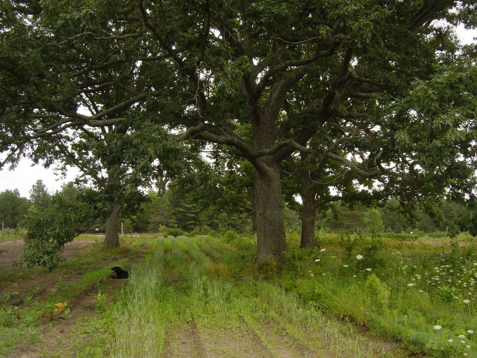 Oak