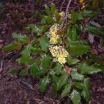 Cold Stream Farm Oregon grape bush