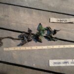 Cold Stream Farm Oregon grape bush root