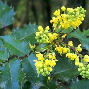 Oregon Grape