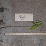 Cold Stream Farm osage orange root