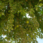 Cold Stream Farm osage orange tree