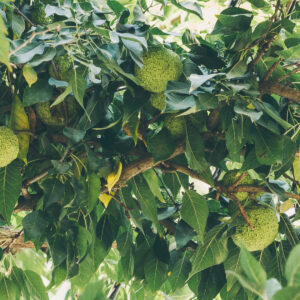 Cold Stream Farm osage orange branch