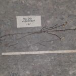 Cold Stream Farm pee gee root