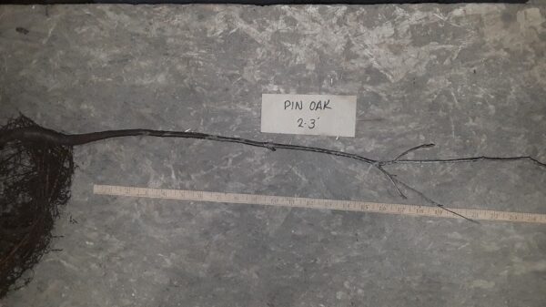Cold Stream Farm pin oak root