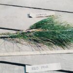 Red pine root Cold Stream Farm
