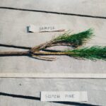 Scotch pine root Cold Stream Farm