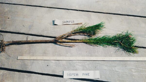 Scotch pine root Cold Stream Farm