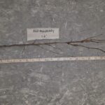Cold Stream Farm red mulberry root