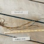 Cold Stream Farm rugosa rose root