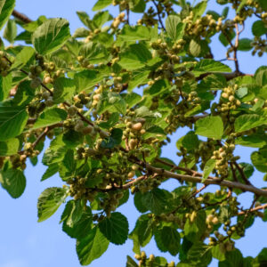 Cold Stream Farm Russian white mulberry tree branch
