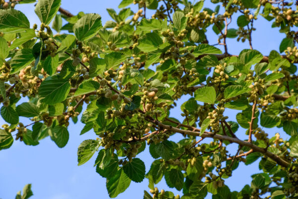 Cold Stream Farm Russian white mulberry tree branch