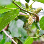 Cold Stream Farm Russian mulberry stock
