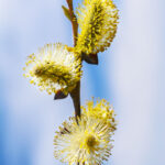 Cold Stream Farm French pussy willow