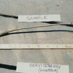 Cold Stream Farm saskatoon serviceberry root