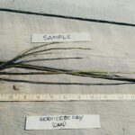 Cold Stream Farm shadbush serviceberry root
