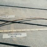 Cold Stream Farm Allegheny serviceberry root