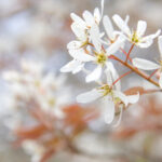 Cold Stream Farm white flowers on stick