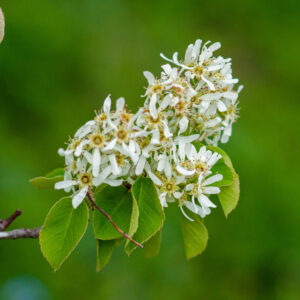 Serviceberry