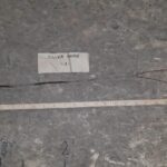 Cold Stream Farm silver maple root
