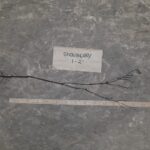 Cold Stream Farm snowberry root