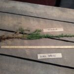 Black spruce root Cold Stream Farm
