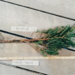 Norway spruce root Cold Stream Farm