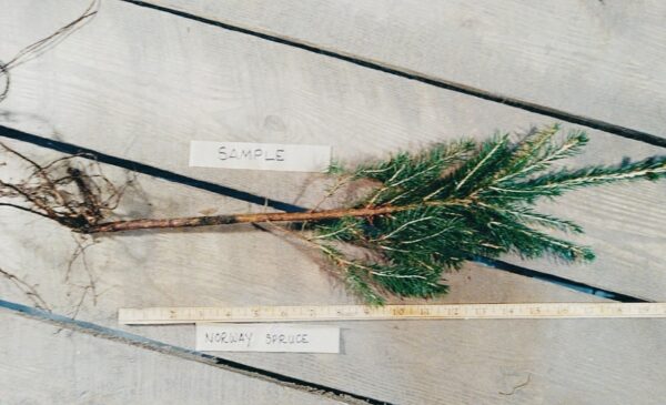 Norway spruce root Cold Stream Farm