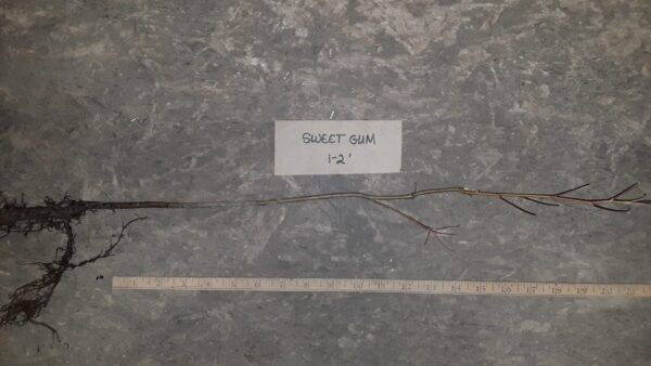 Cold Stream Farm sweet gum root