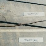 Cold Stream Farm tulip tree root