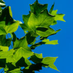Cold Stream Farm green tulip leaves