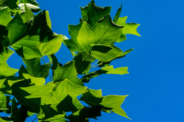 Cold Stream Farm green tulip leaves