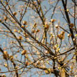 Cold Stream Farm tulip budding tree