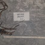 Cold Stream Farm Virginia creeper root