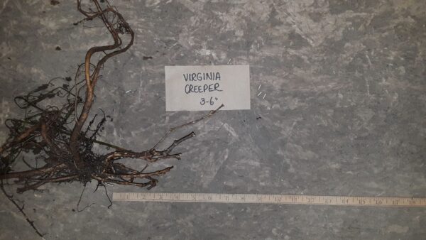 Cold Stream Farm Virginia creeper root