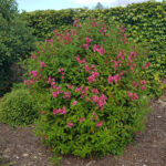 Cold Stream Farm red bush shrub
