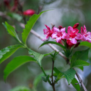 Cold Stream Farm weigela red flowers