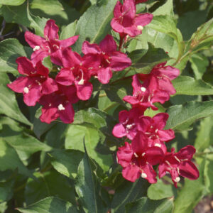 Cold Stream Farm red flower weigela