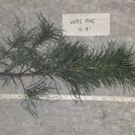White pine Cold Stream Farm