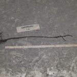 Cold Stream Farm winterberry root