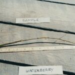 Cold Stream Farm winterberry root sample