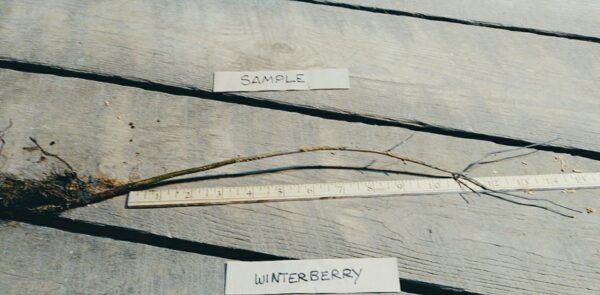 Cold Stream Farm winterberry root sample