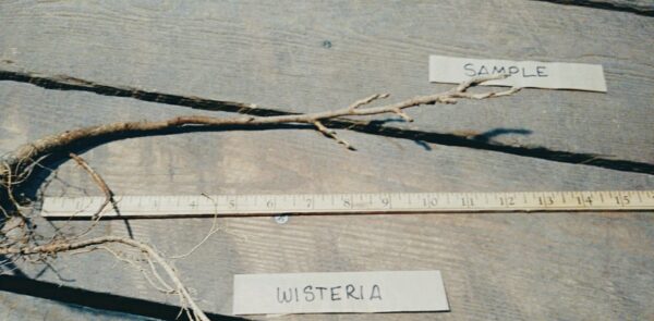 Cold Stream Farm wisteria sinensis root
