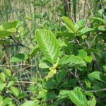 Speckled alder Cold Stream Farm
