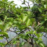 Speckled alder leaves and branches Cold Stream Farm